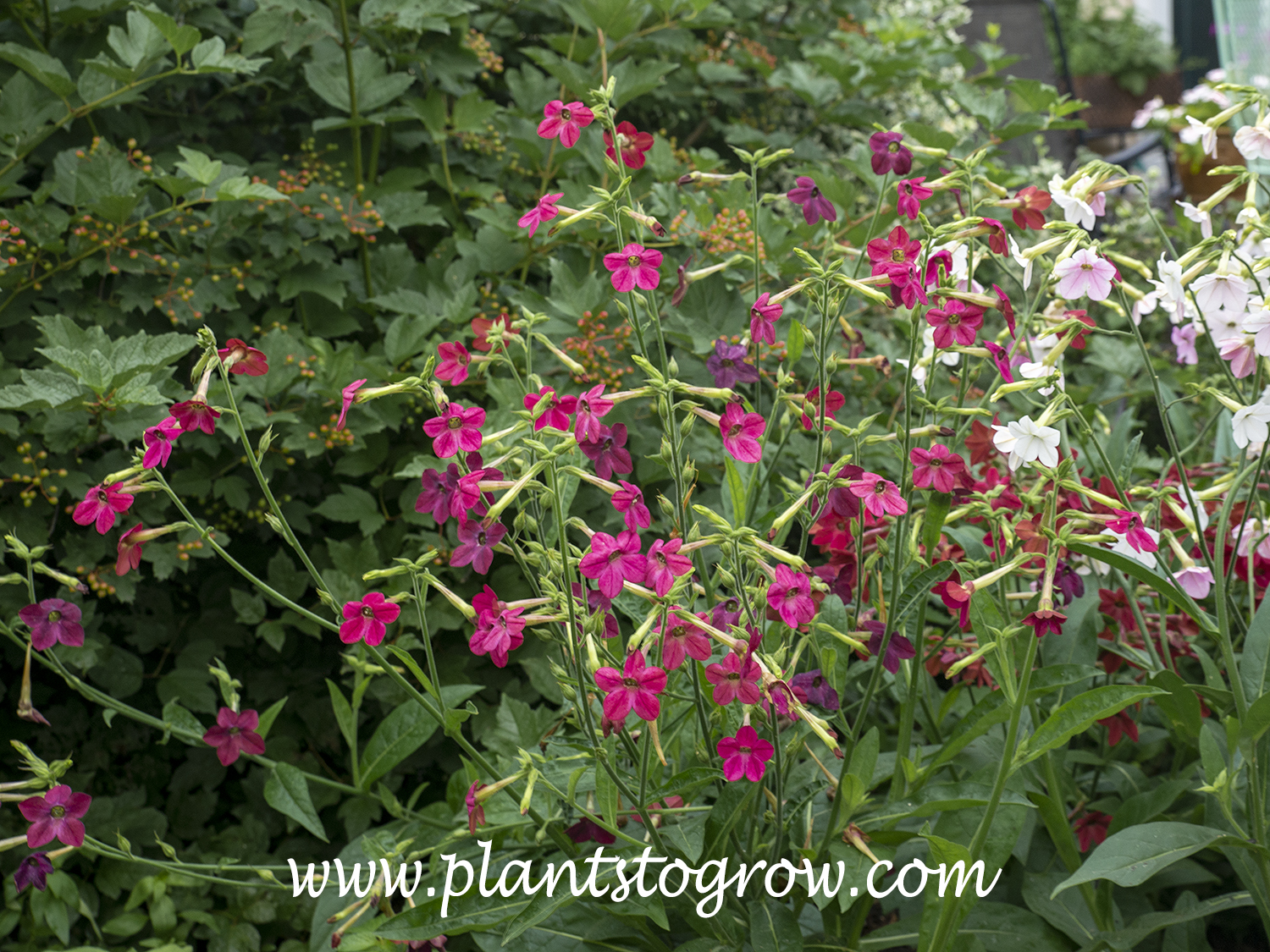 Night Flight' Flowering Tobacco (Nicotiana) | Plants To Grow